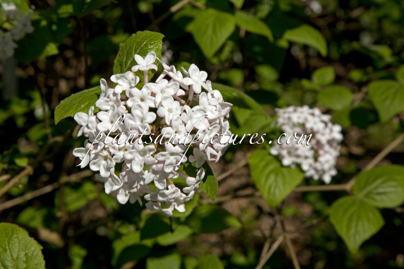 Viburnum burkwoodii ‘Anne Russell’