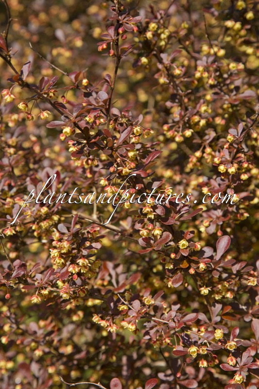 Berberis thunbergii ‘Dart’s Red Lady’
