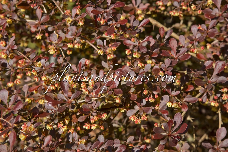 Berberis thunbergii ‘Dart’s Red Lady’