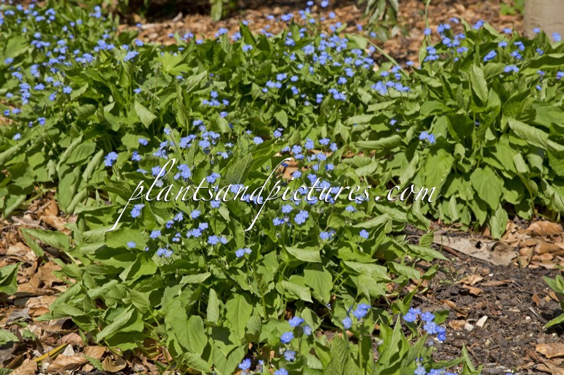 Omphalodes verna