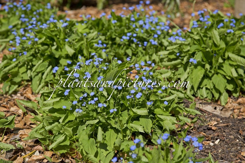 Omphalodes verna