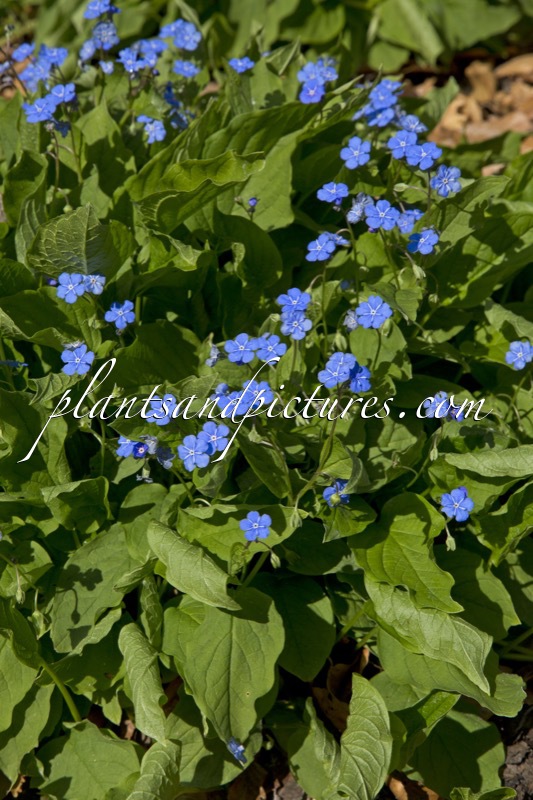 Omphalodes verna