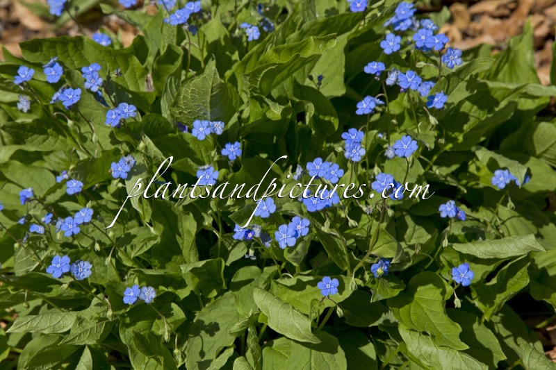 Omphalodes verna