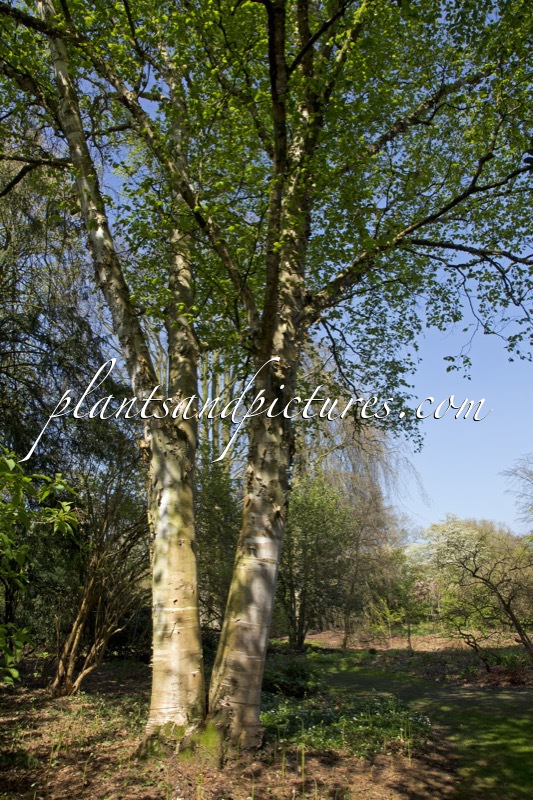 Betula papyrifera