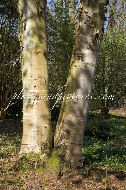 Betula papyrifera
