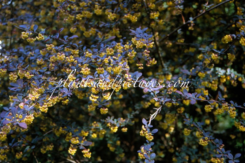 Berberis thunbergii ‘Atropurpurea’