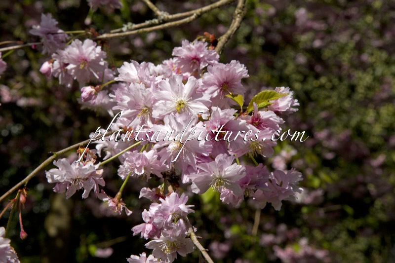 Prunus ‘Kaisa’