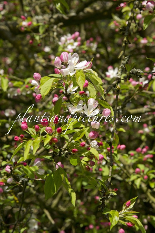 Malus ‘Ormiston Roy’