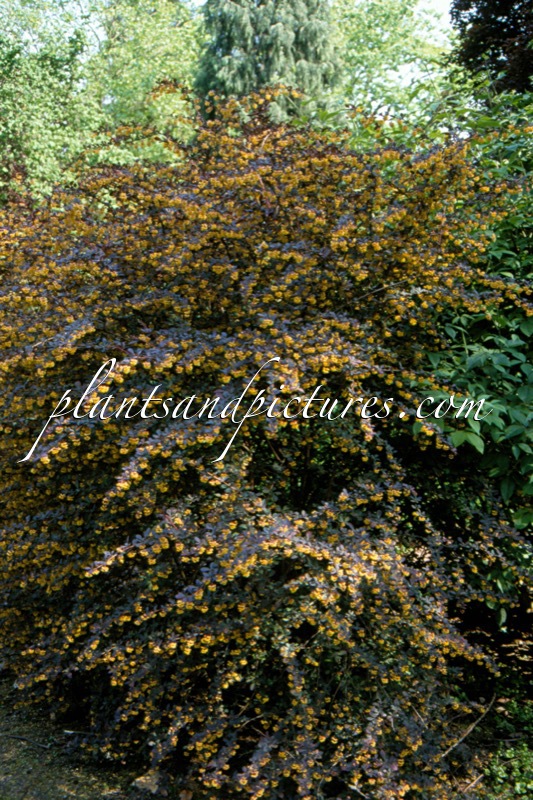 Berberis thunbergii ‘Atropurpurea’