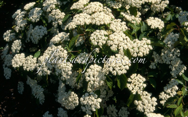 Viburnum ‘Huron’