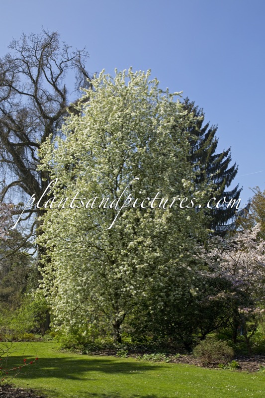 Malus ‘Red Pillar’