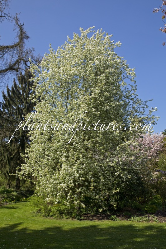 Malus ‘Red Pillar’