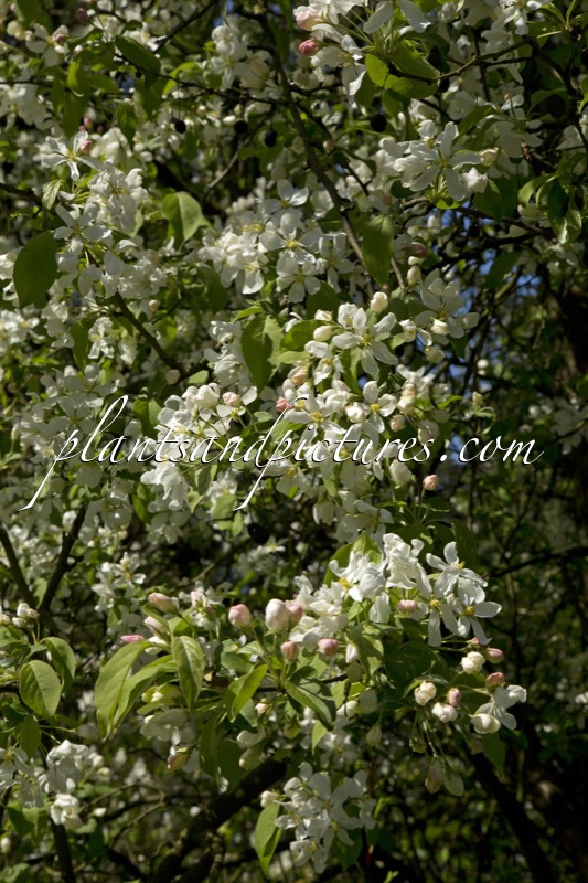 Malus ‘Red Pillar’