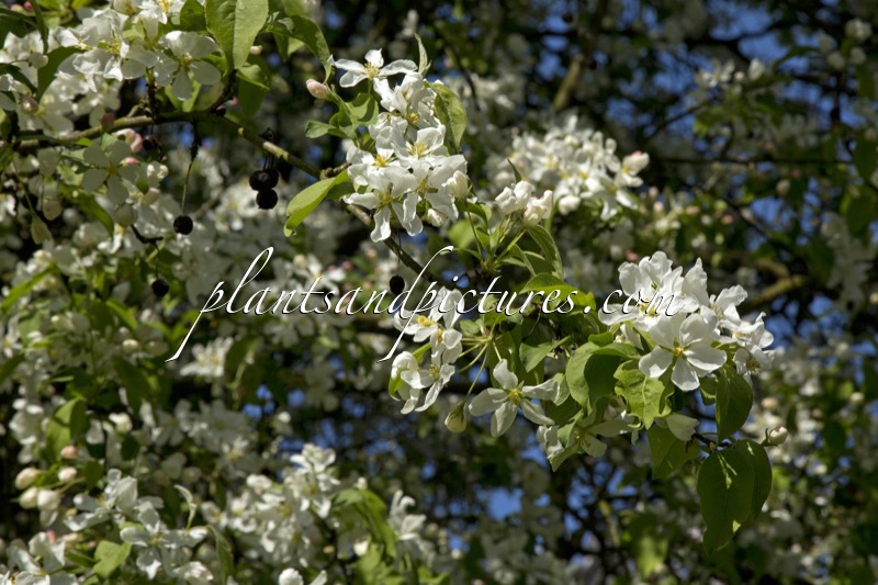Malus ‘Red Pillar’