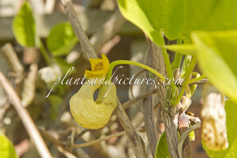 Aristolochia manshuriensis