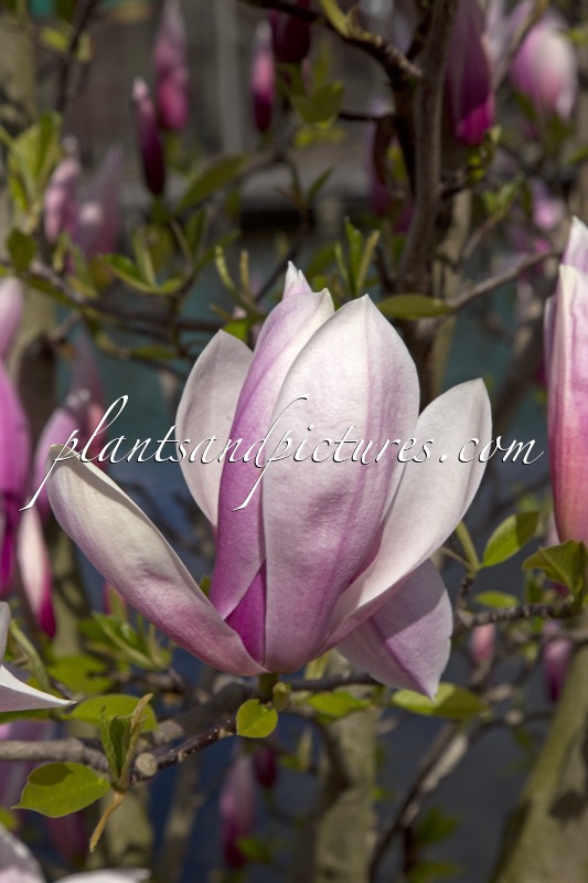 Magnolia ‘Sentinel’