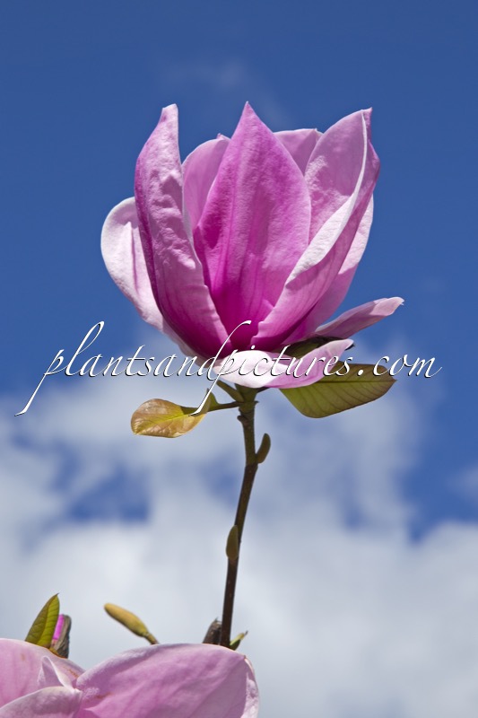 Magnolia ‘Sara Koe’