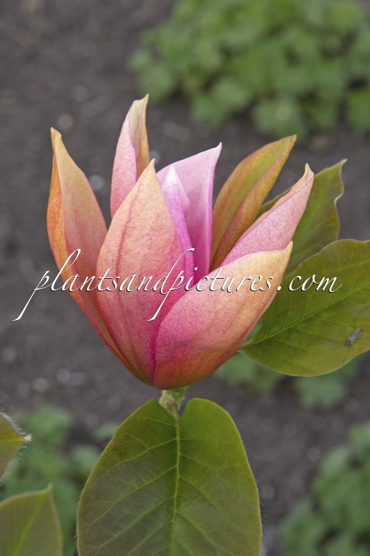 Magnolia ‘Sunset Swirl’
