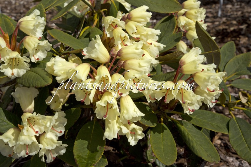 Rhododendron wightii