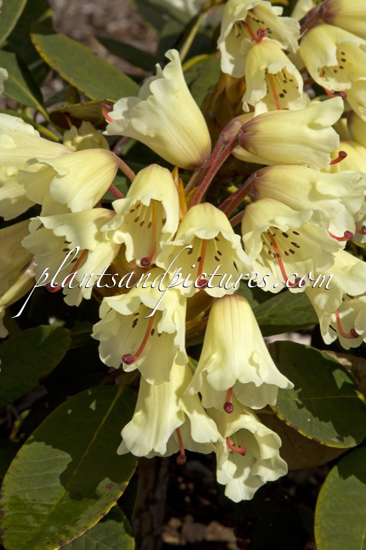 Rhododendron wightii