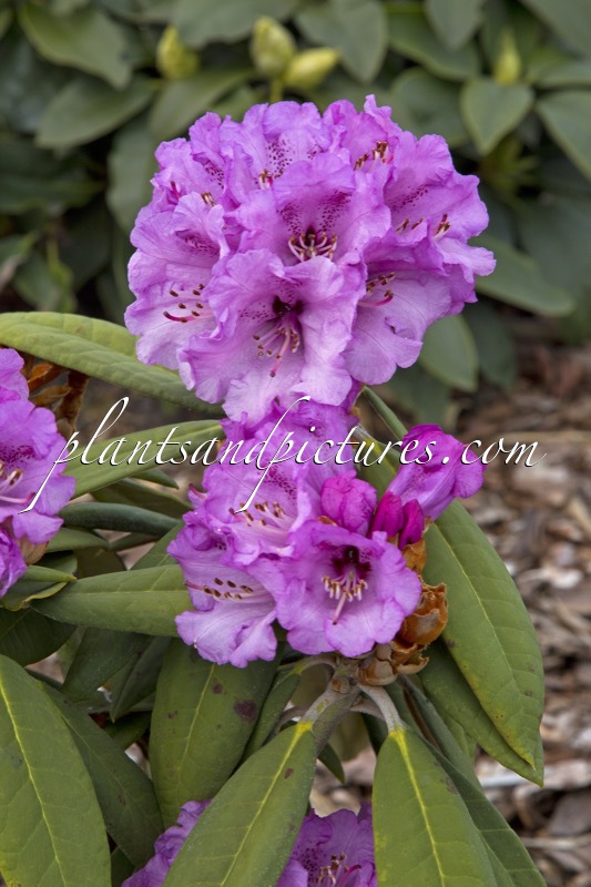Rhododendron niveum