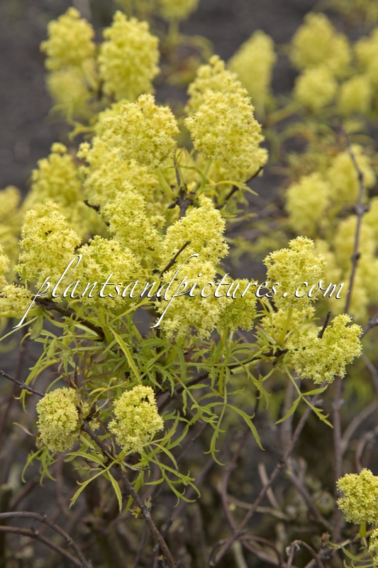 Sambucus racemosa ‘Goldenlocks’