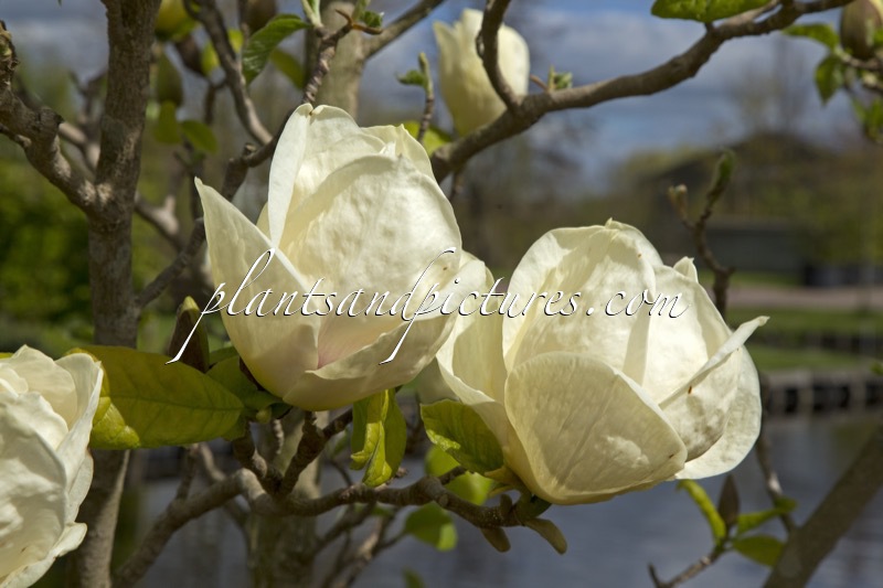 Magnolia ‘Gold Cup’
