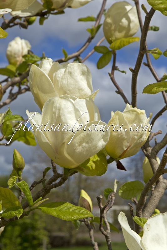 Magnolia ‘Gold Cup’