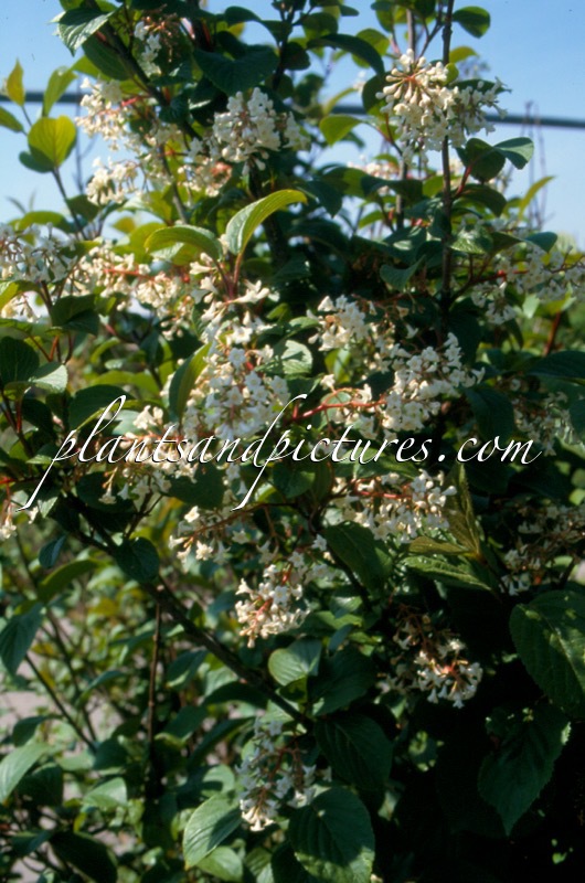 Viburnum erubescens var. gracilipes