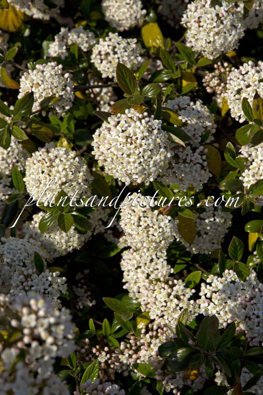Viburnum burkwoodii ‘Conoy’