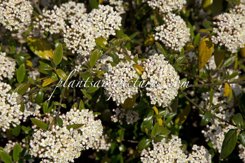 Viburnum burkwoodii ‘Conoy’