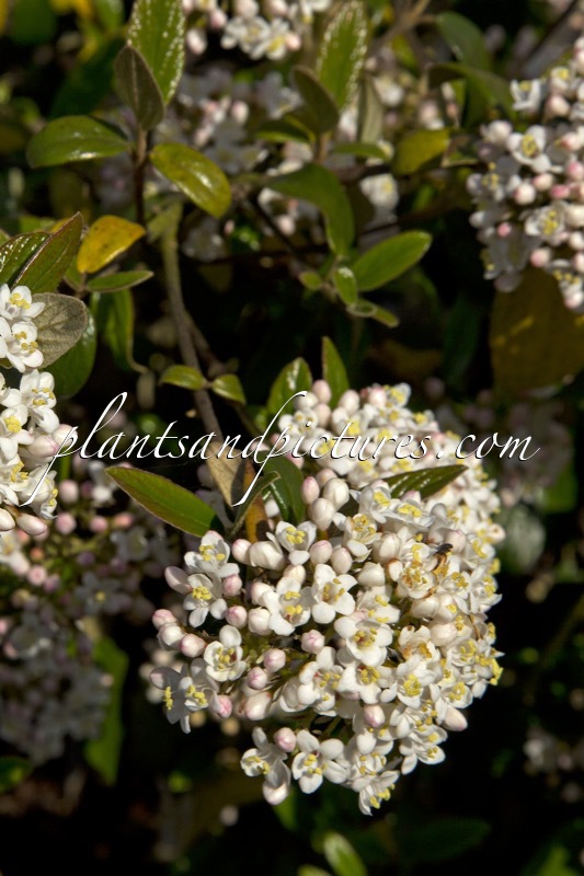 Viburnum burkwoodii ‘Conoy’