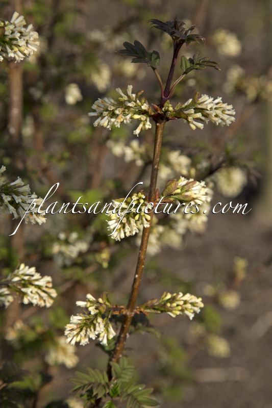 Syringa pinnatifolia