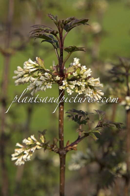 Syringa pinnatifolia