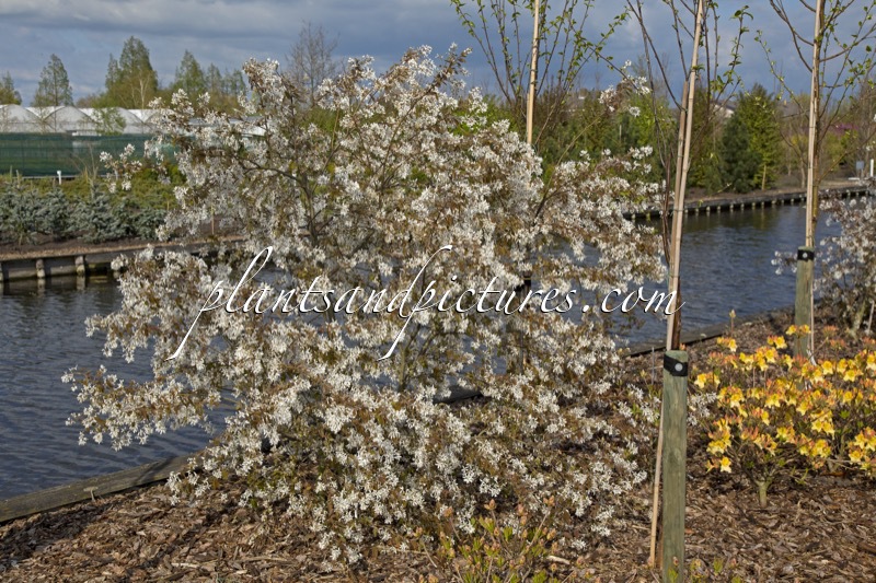 Amelanchier ‘La Paloma’