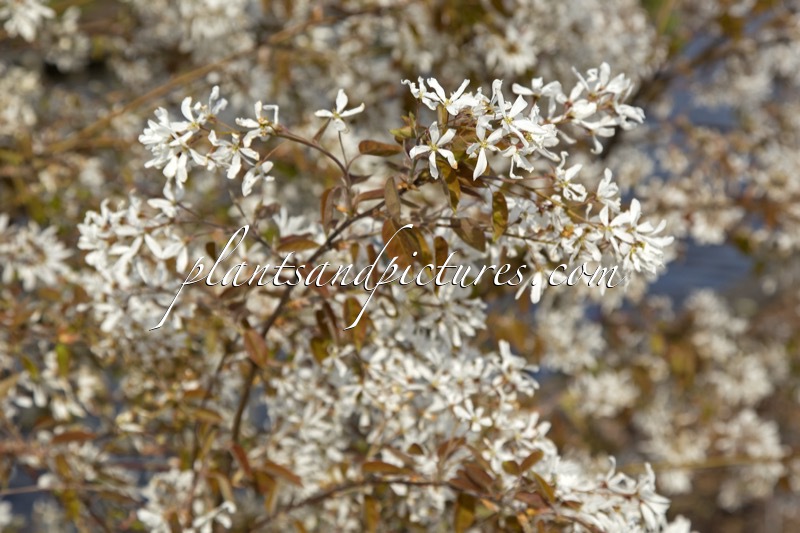 Amelanchier ‘La Paloma’