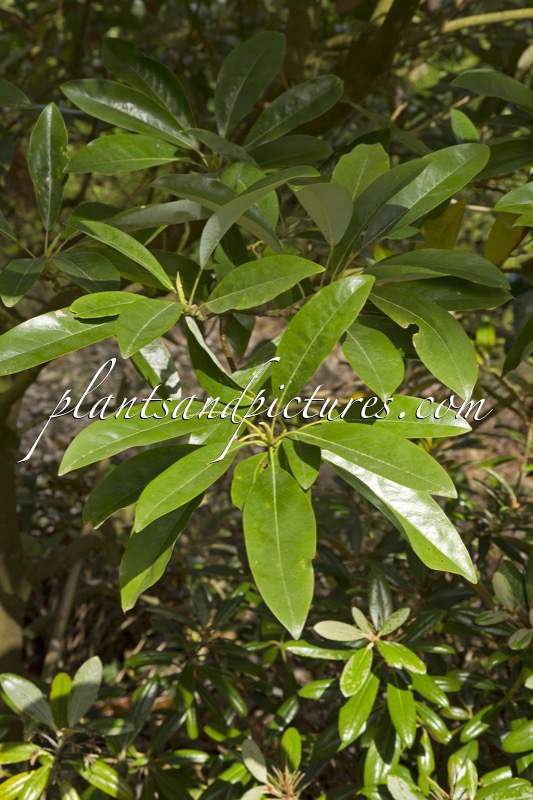 Magnolia virginiana ‘Satellite’