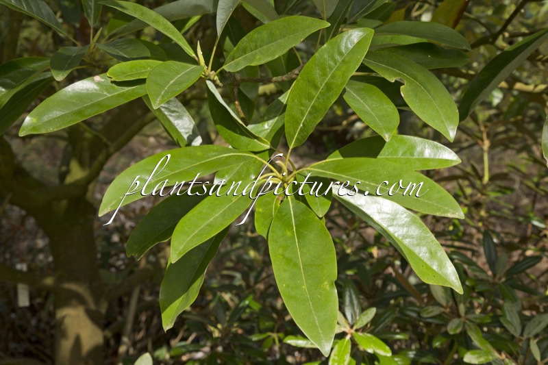 Magnolia virginiana ‘Satellite’