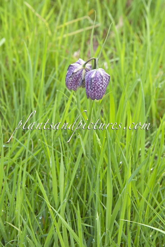 Fritillaria meleagris