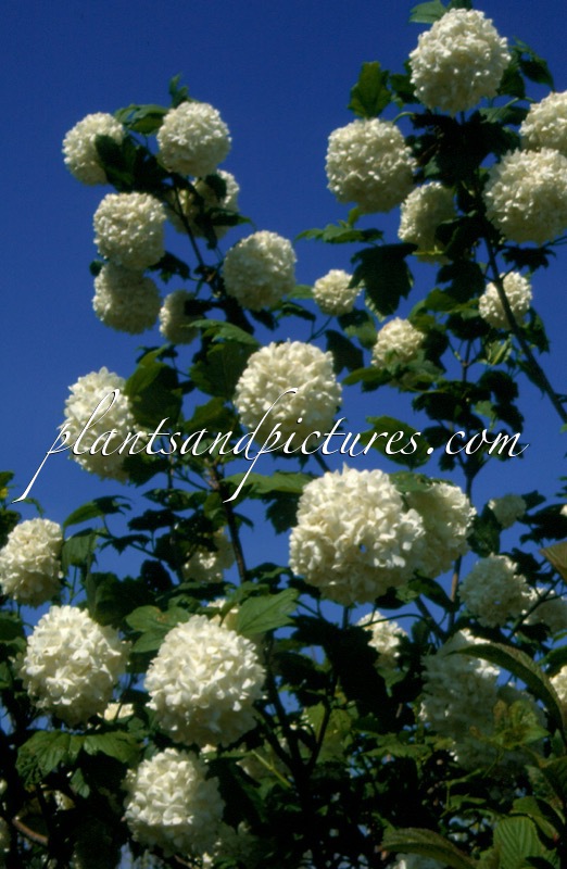 Viburnum opulus ‘Roseum’