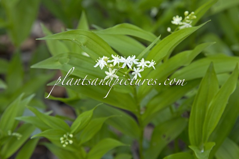 Smilacina stellata