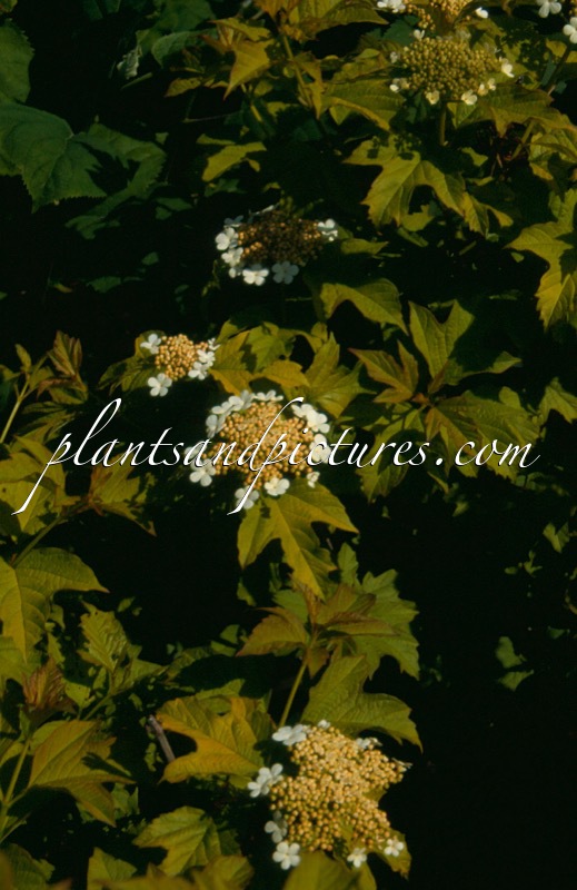 Viburnum opulus ‘Aureum’