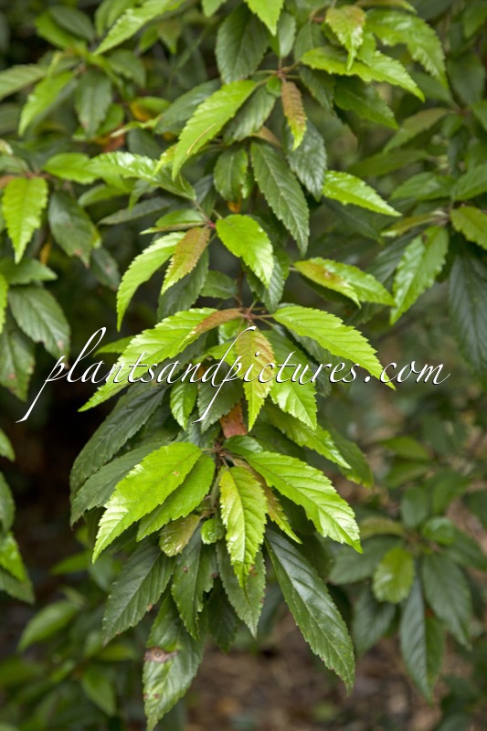 Malus doumeri
