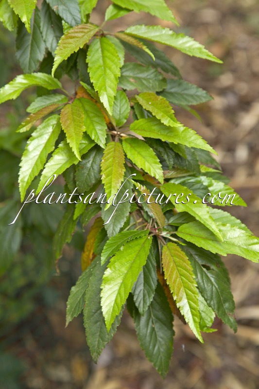 Malus doumeri