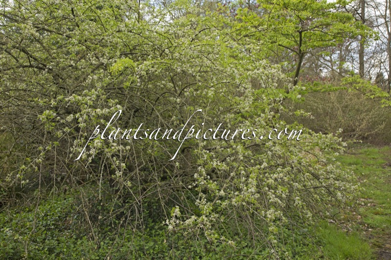 Prunus mahaleb ‘Bokrijk’