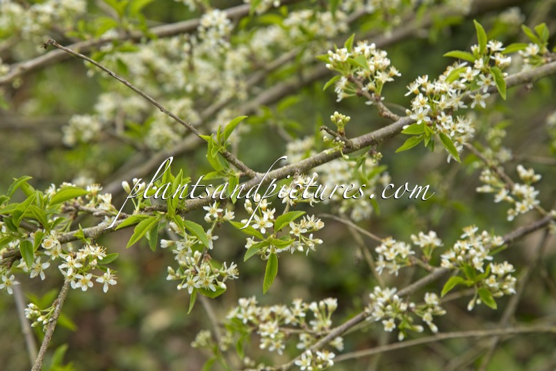 Prunus mahaleb ‘Bokrijk’