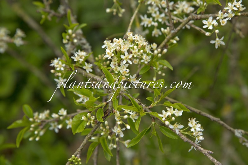Prunus mahaleb ‘Bokrijk’