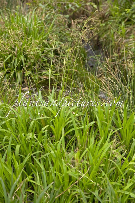 Luzula sylvatica