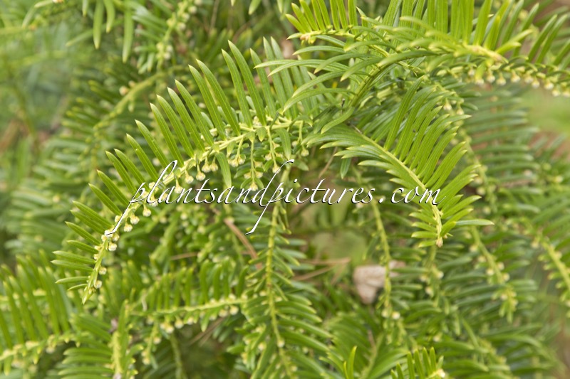 Taxus wallichiana
