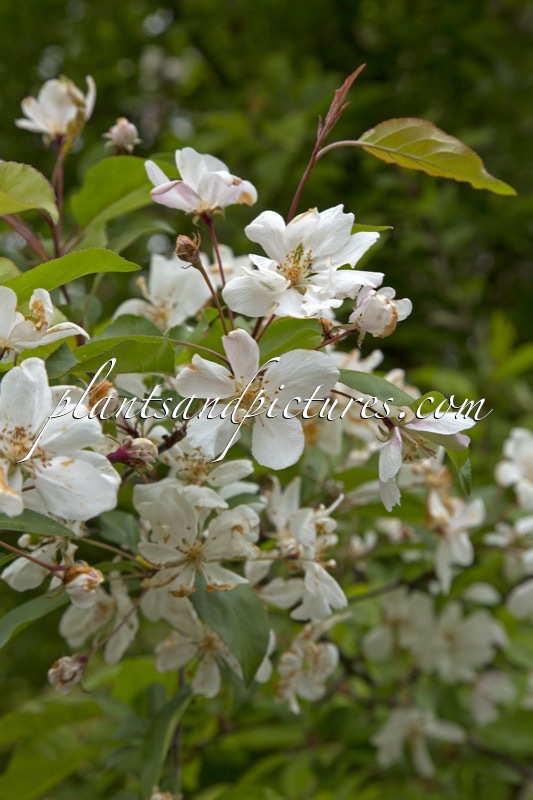Malus hartwigii